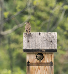 House Wrens in Colorado
