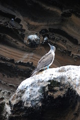 bird on rock