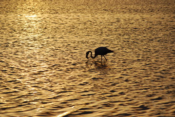 Flamingo at Sunset