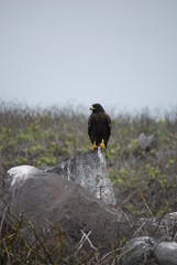 Hawk on rock