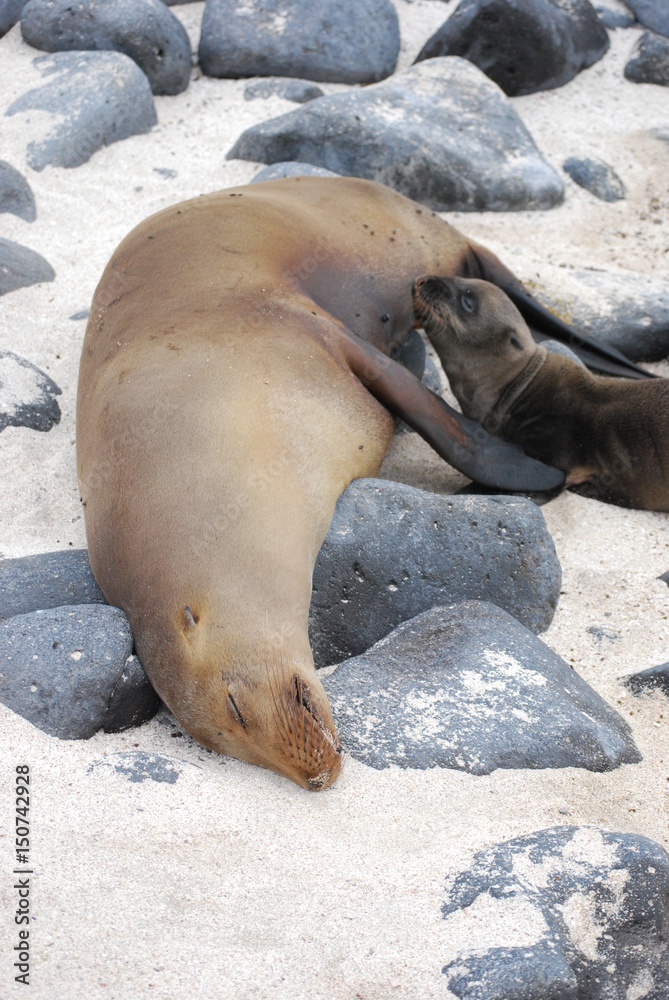 Wall mural seal and baby 2