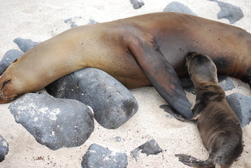 seal and baby
