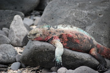 napping lizard