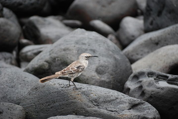 bird on rock