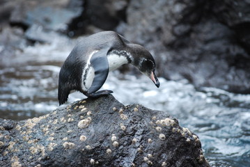 bird on rock