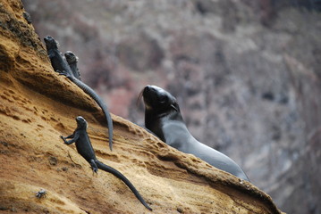 Seal and lizards 2