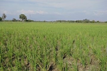 Rice fields, or paddy fields, in a fertile valley near the Tucume archaeological site, Chiclayo, Peru