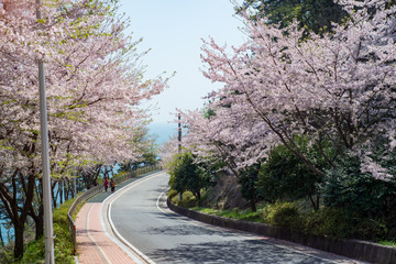 Cherry blossoms on Geoje Island