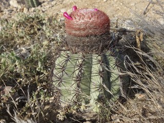 Cacti with red flowers growing in the desert near the Tucume archaeological site, near Chiclayo, Peru
