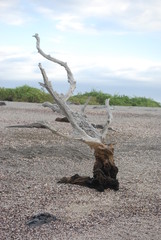 driftwood on beach