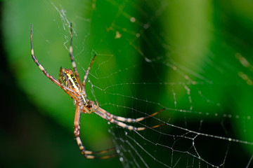 The spider