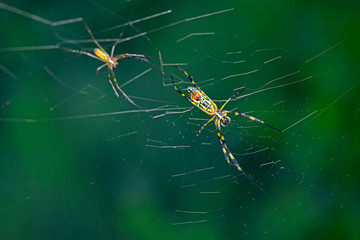 The spider