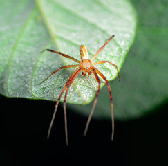 The spider