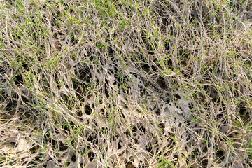 Grass around the marsh