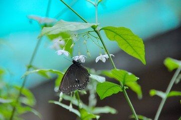 Butterfly on Flowers