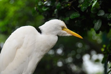 Bird in Malaysian Park 6