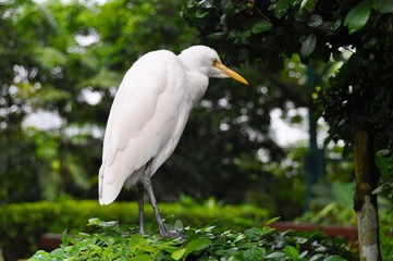 Bird in Malaysian Park 3