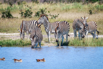 Fototapeta na wymiar Group of Zebras drinking in Chobe.