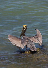 Great Blue Heron ( Ardea Herodias)  balanced on a rock while fishing in shallow water at St. Pete Beach, Florida.
