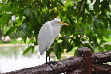 Malaysian Bird Park 42