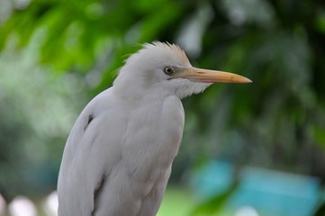 Malaysian Bird Park 31
