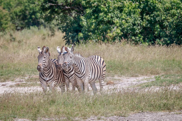 Fototapeta na wymiar Group of Zebras standing in grass.