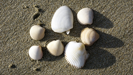 shells on the beach