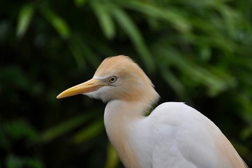 Malaysian Bird Park 11