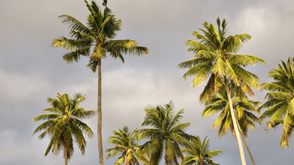 Fototapeta na wymiar Blue sky and palm trees view from below