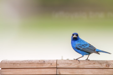 Male Indigo Bunting