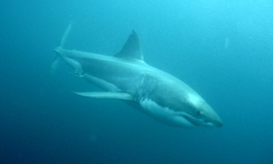 shark