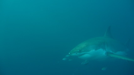 Fototapeta premium shark