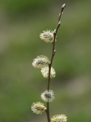 春に芽吹くネコヤナギ
