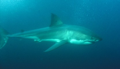 shark