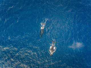 Aerial view of two Humpback whales swimming in the Ocean off the coast of Oahu Hawaii
