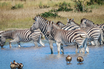 Fototapeta na wymiar Group of Zebras drinking in Chobe.