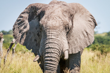 Elephant starring at the camera.