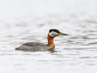 Red Necked Grebe Swimming