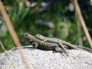 Lizards in Love