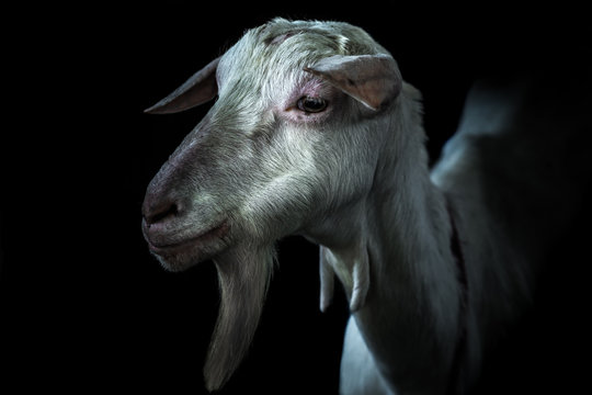 Photograph of a white goat on a black background.