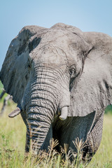 Obraz na płótnie Canvas Elephant starring at the camera.