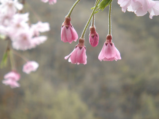 枝垂桜の蕾 アップ