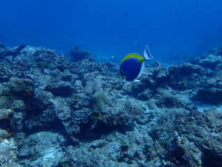 インド洋を泳ぐパウダーブルーサージョンフィッシュ
