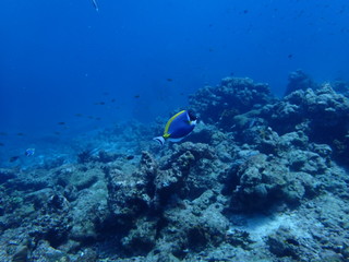 Fototapeta na wymiar インド洋を泳ぐパウダーブルーサージョンフィッシュ 