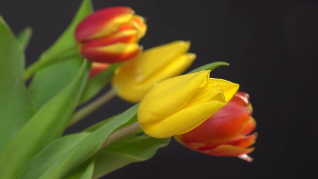 Bunch of tulips flowers on dark black background 4K ProRes HQ codec