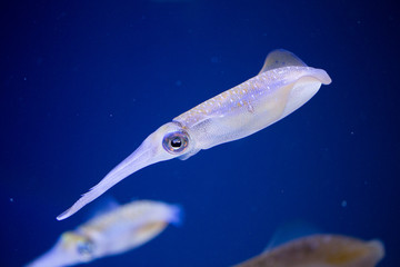 Transparent Cuttlefish