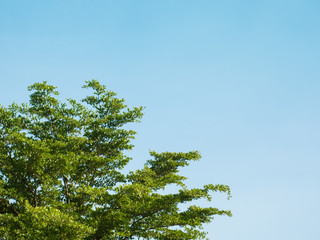 Tree with Sky