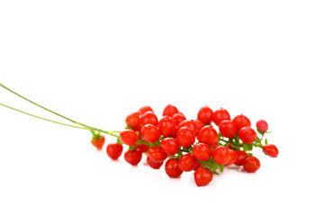 Stone Bramble .Solanum trilobatum group on white background