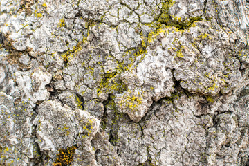 Natural Old Tree Bark
