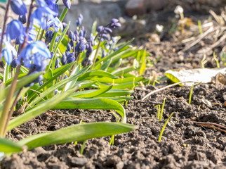 Beautiful Fresh Blue Spring Flowers